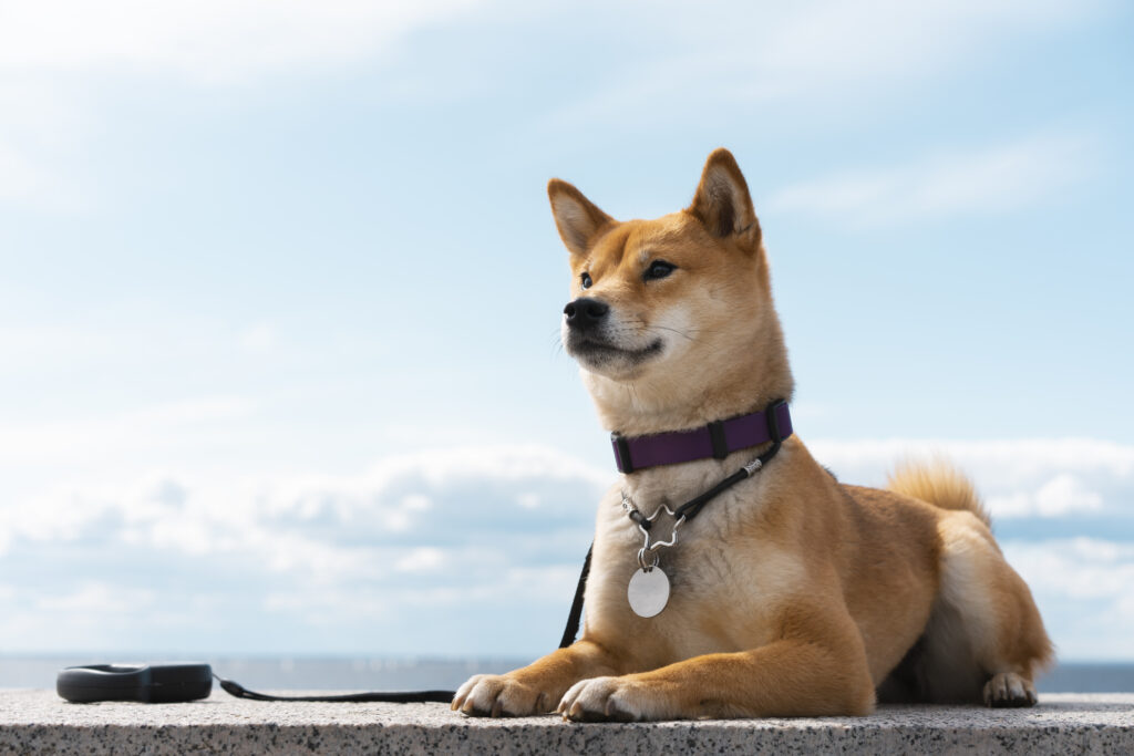 The Shiba Inu: A Spirited Companion from Japan